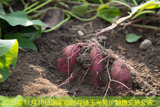 2025年11月18日国家临时存储玉米竞价销售交易公告