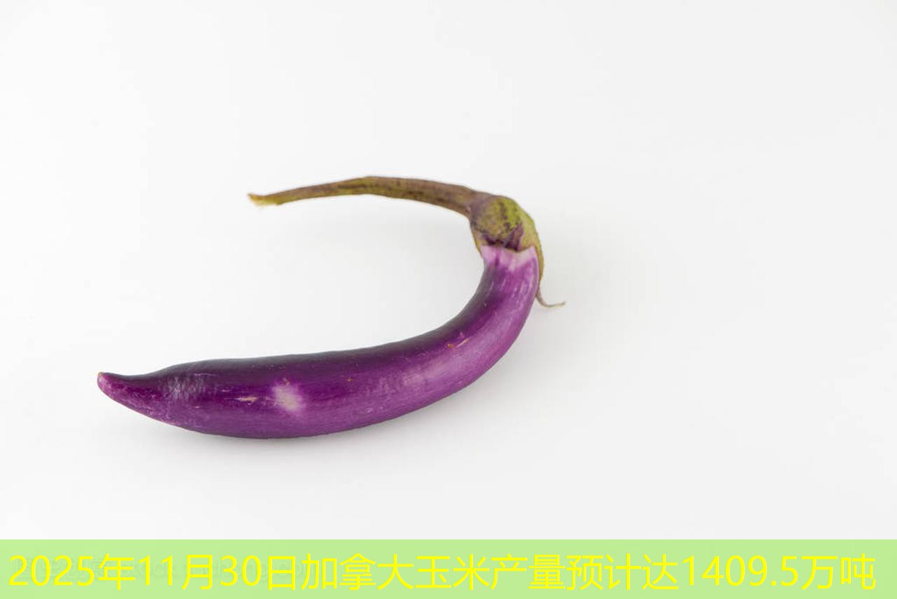 2025年11月30日加拿大玉米产量预计达1409.5万吨