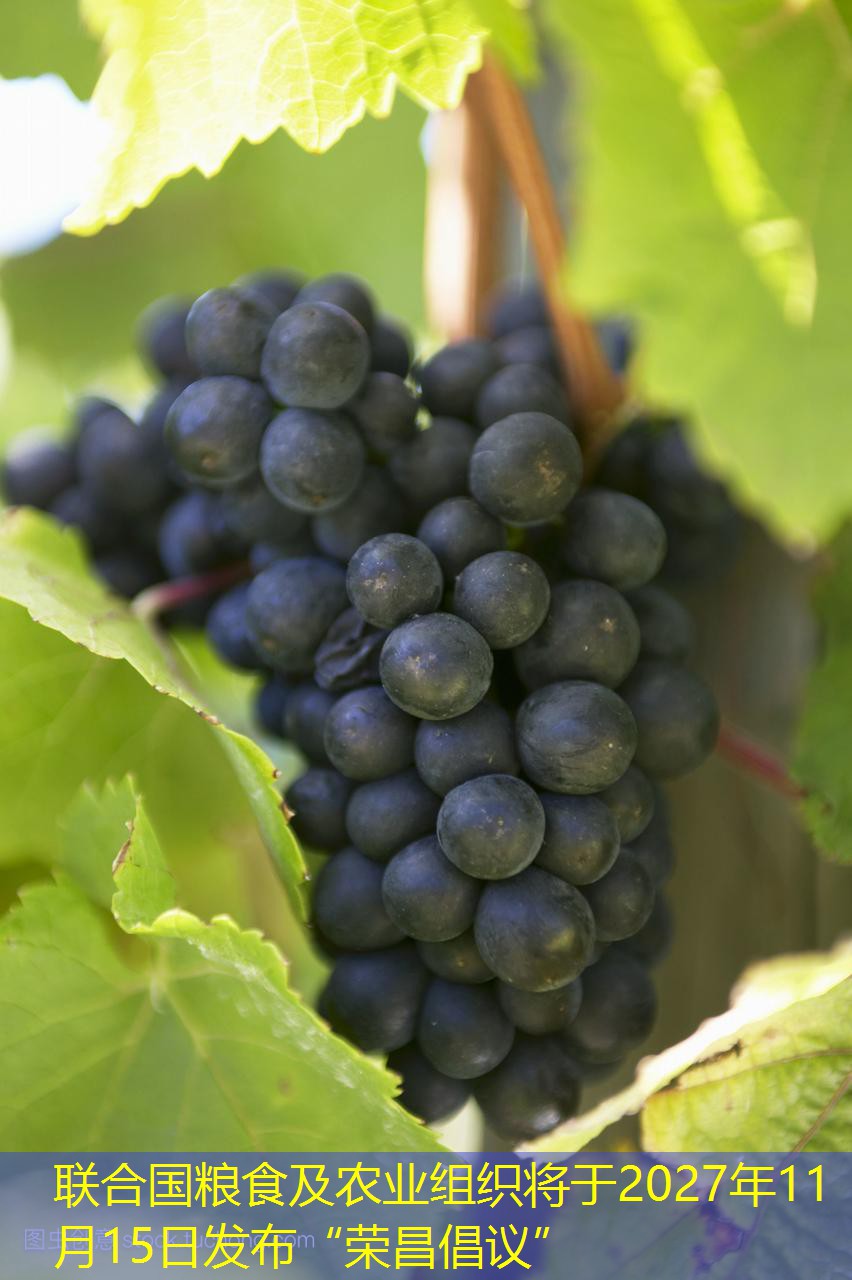 联合国粮食及农业组织将于2027年11月15日发布“荣昌倡议”