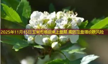 2025年11月15日玉米市场迎来上量期 需防范量增价跌风险
