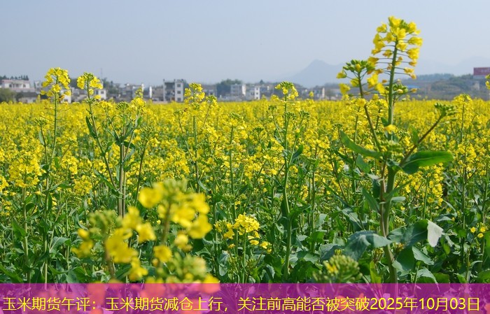 玉米期货午评：玉米期货减仓上行，关注前高能否被突破2025年10月03日