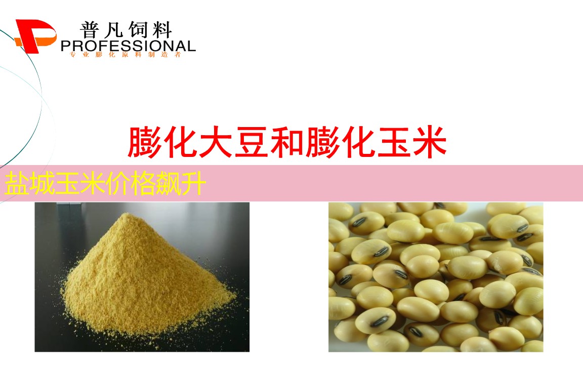 盐城玉米价格飙升