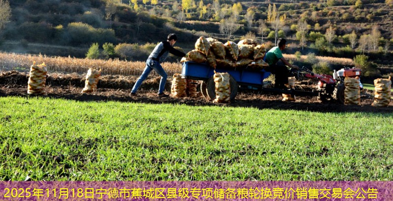 2025年11月18日宁德市蕉城区县级专项储备粮轮换竞价销售交易会公告