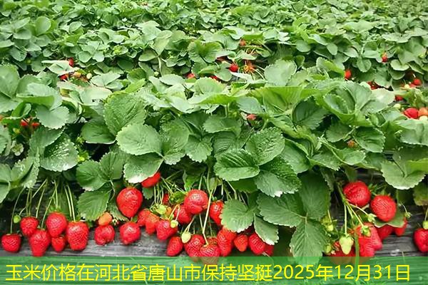 玉米价格在河北省唐山市保持坚挺2025年12月31日