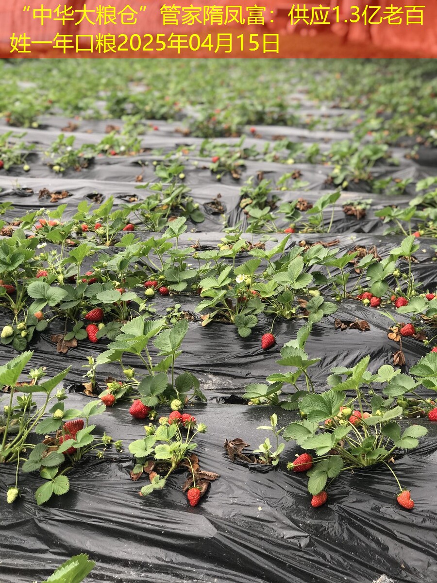 “中华大粮仓”管家隋凤富：供应1.3亿老百姓一年口粮2025年04月15日