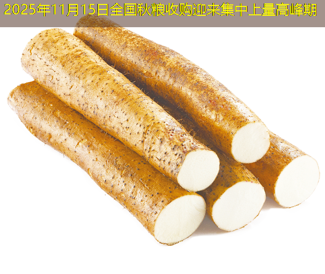 2025年11月15日全国秋粮收购迎来集中上量高峰期