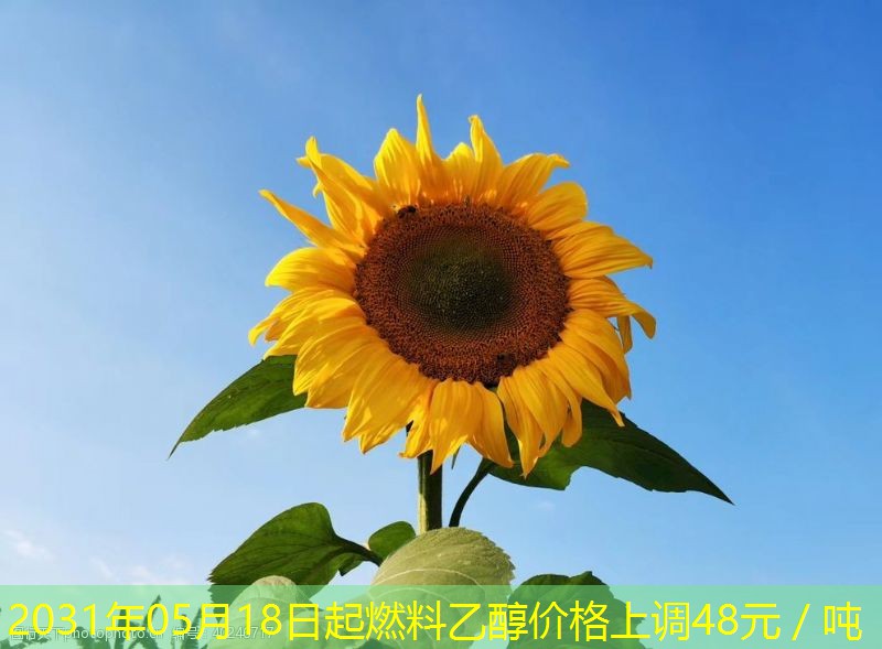 2031年05月18日起燃料乙醇价格上调48元／吨