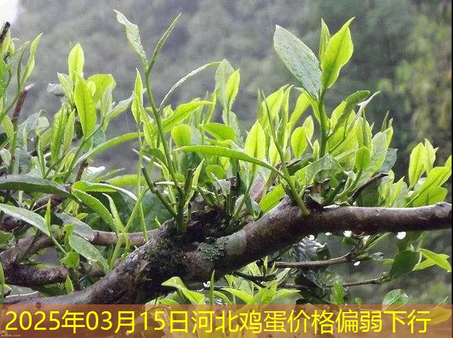 2025年03月15日河北鸡蛋价格偏弱下行