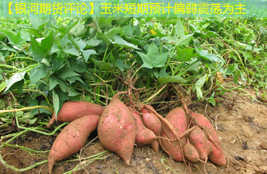 【银河期货评论】玉米短期预计偏弱震荡为主