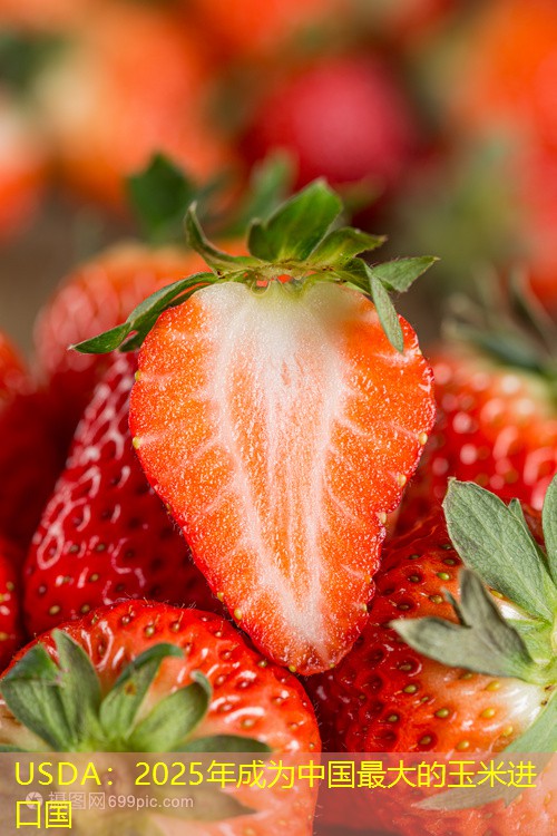 USDA：2025年成为中国最大的玉米进口国