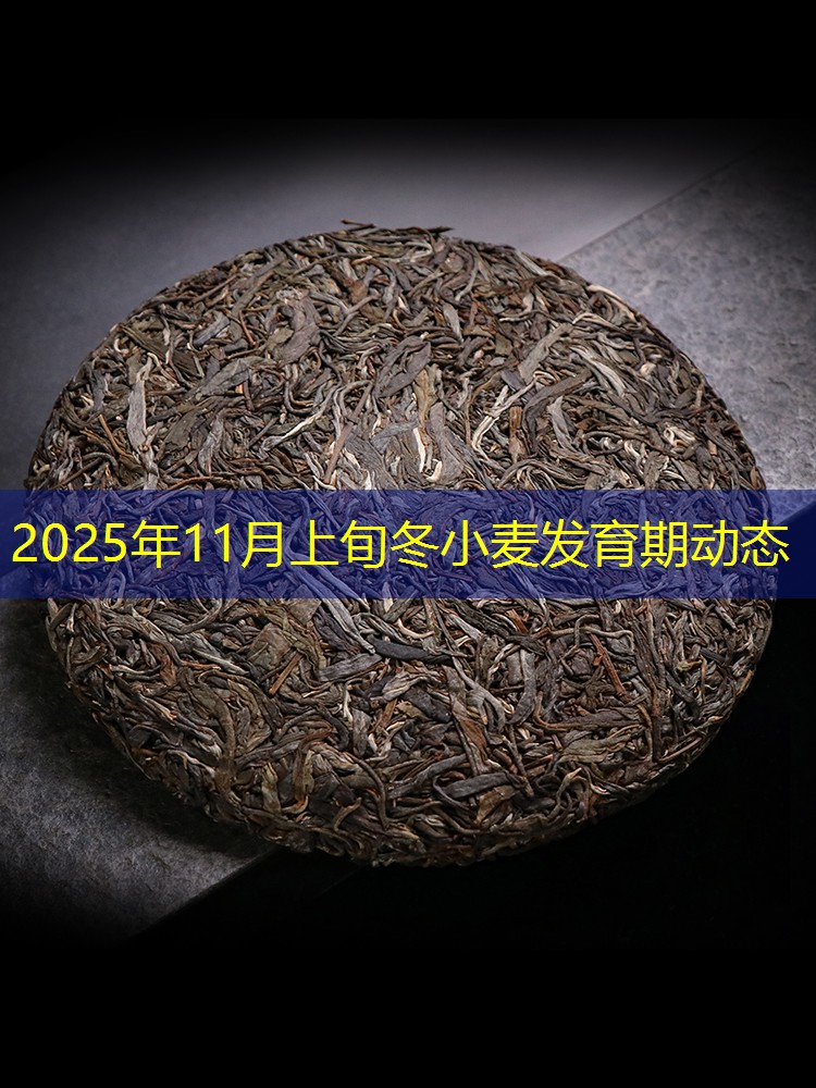 2025年11月上旬冬小麦发育期动态