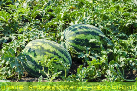 世界粮计署：在中国的粮食采购仅占千分之一比重2025年12月31日