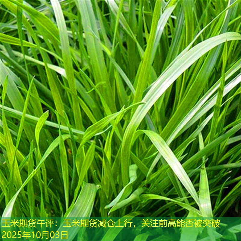 玉米期货午评：玉米期货减仓上行，关注前高能否被突破2025年10月03日