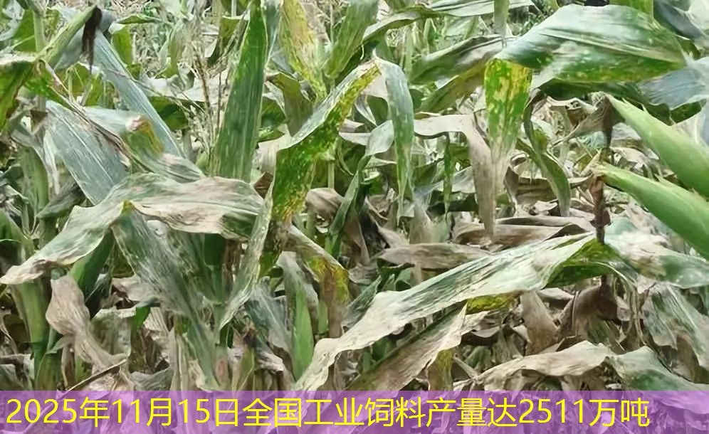 2025年11月15日全国工业饲料产量达2511万吨