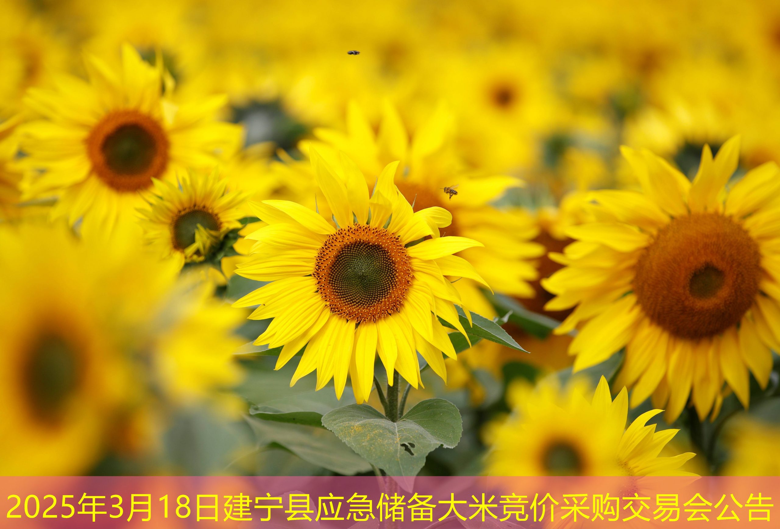 2025年3月18日建宁县应急储备大米竞价采购交易会公告