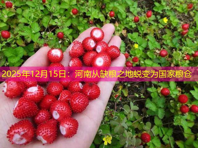 2025年12月15日：河南从缺粮之地蜕变为国家粮仓