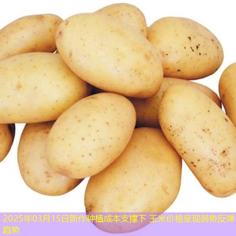 2025年03月15日新作种植成本支撑下 玉米价格呈现弱势反弹趋势