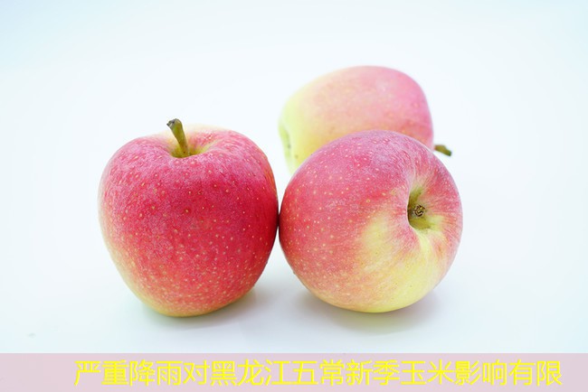 严重降雨对黑龙江五常新季玉米影响有限