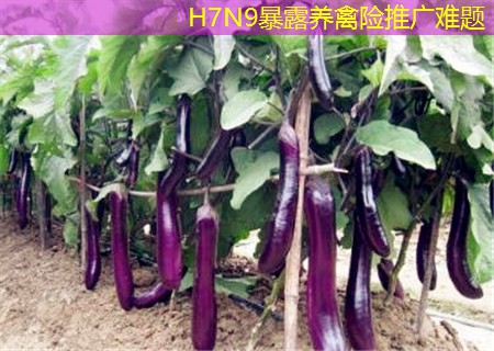 H7N9暴露养禽险推广难题