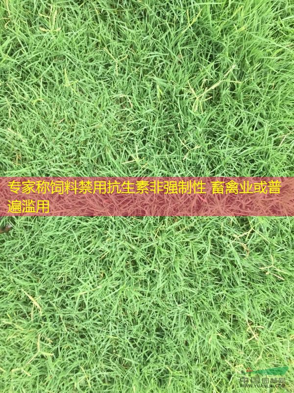 专家称饲料禁用抗生素非强制性 畜禽业或普遍滥用