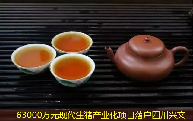 63000万元现代生猪产业化项目落户四川兴文
