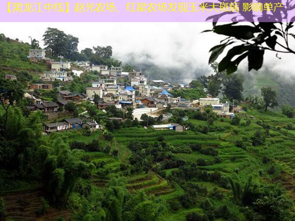 【黑龙江中线】赵光农场、红星农场发现玉米大斑病 影响单产