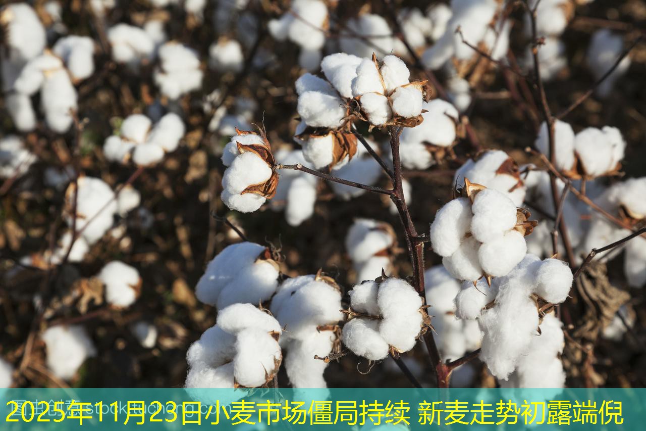 2025年11月23日小麦市场僵局持续 新麦走势初露端倪