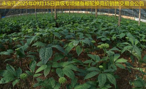 永安市2025年09月15日县级专项储备粮轮换竞价销售交易会公告