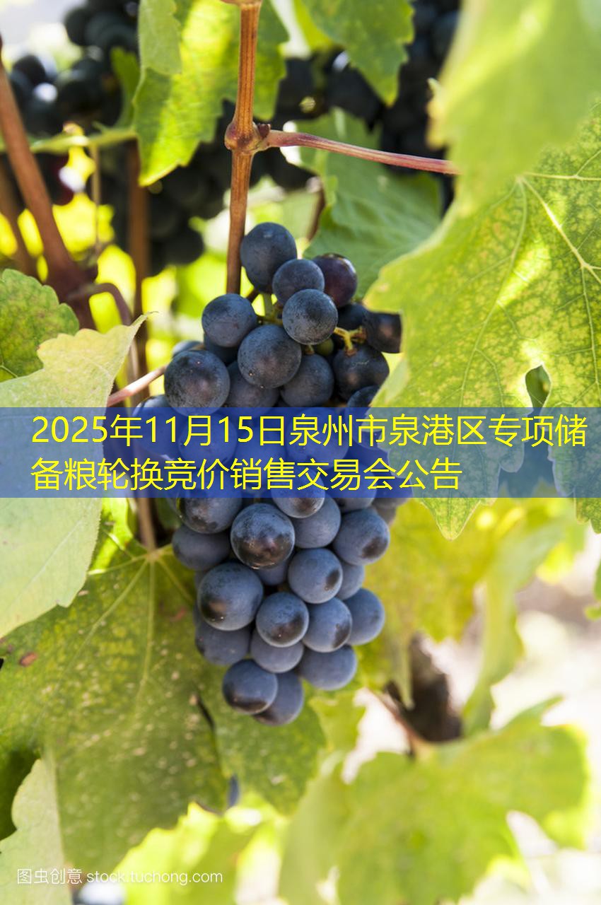 2025年11月15日泉州市泉港区专项储备粮轮换竞价销售交易会公告