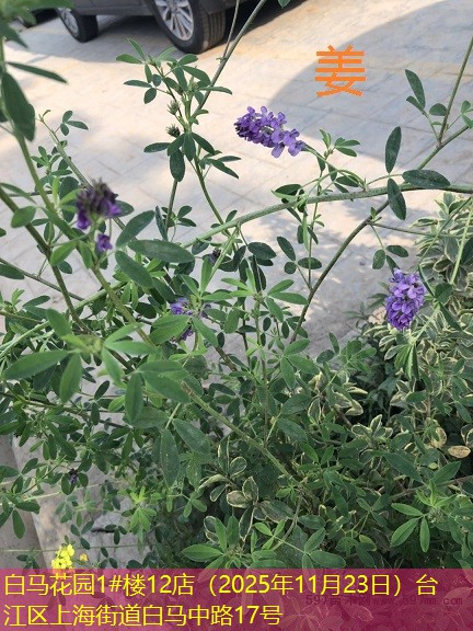 白马花园1#楼12店（2025年11月23日）台江区上海街道白马中路17号