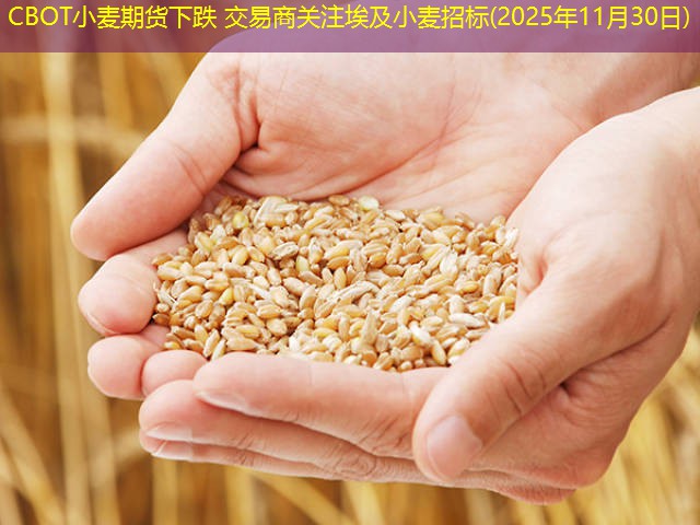 CBOT小麦期货下跌 交易商关注埃及小麦招标(2025年11月30日)