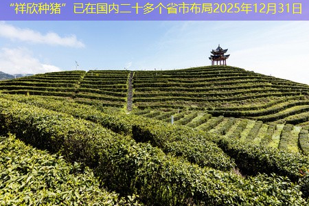 “祥欣种猪”已在国内二十多个省市布局2025年12月31日