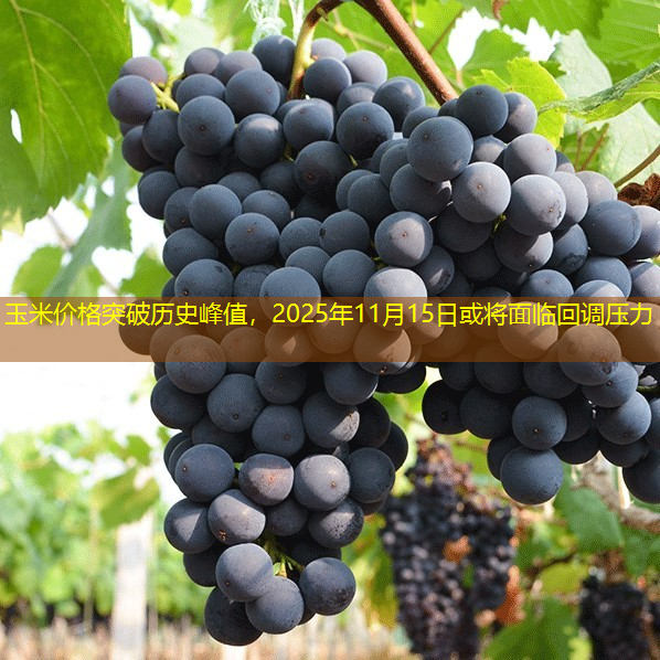 玉米价格突破历史峰值，2025年11月15日或将面临回调压力
