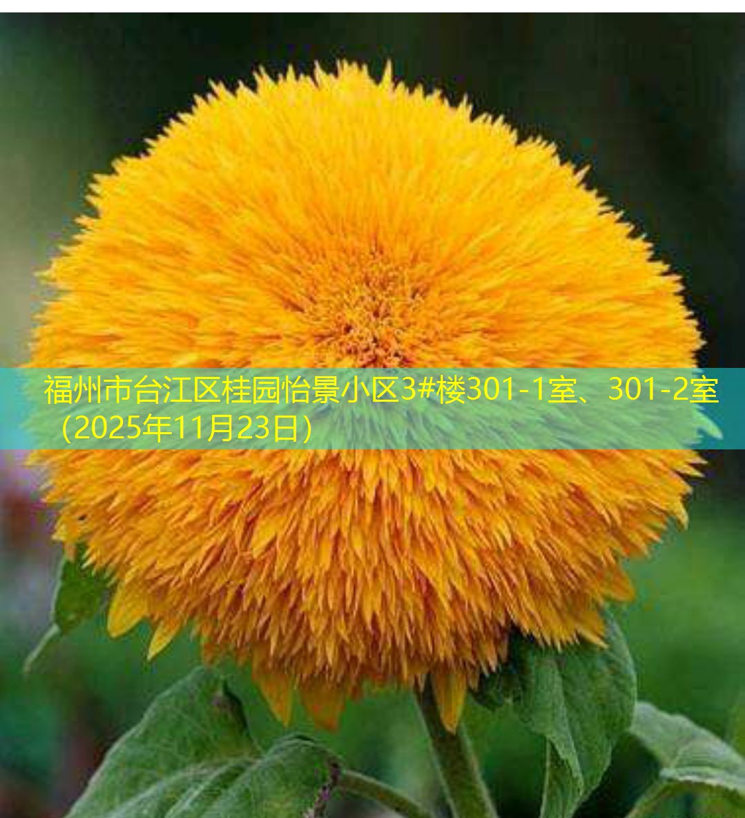 福州市台江区桂园怡景小区3#楼301-1室、301-2室（2025年11月23日）