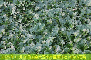 2025年11月30日加拿大玉米产量预计达1409.5万吨