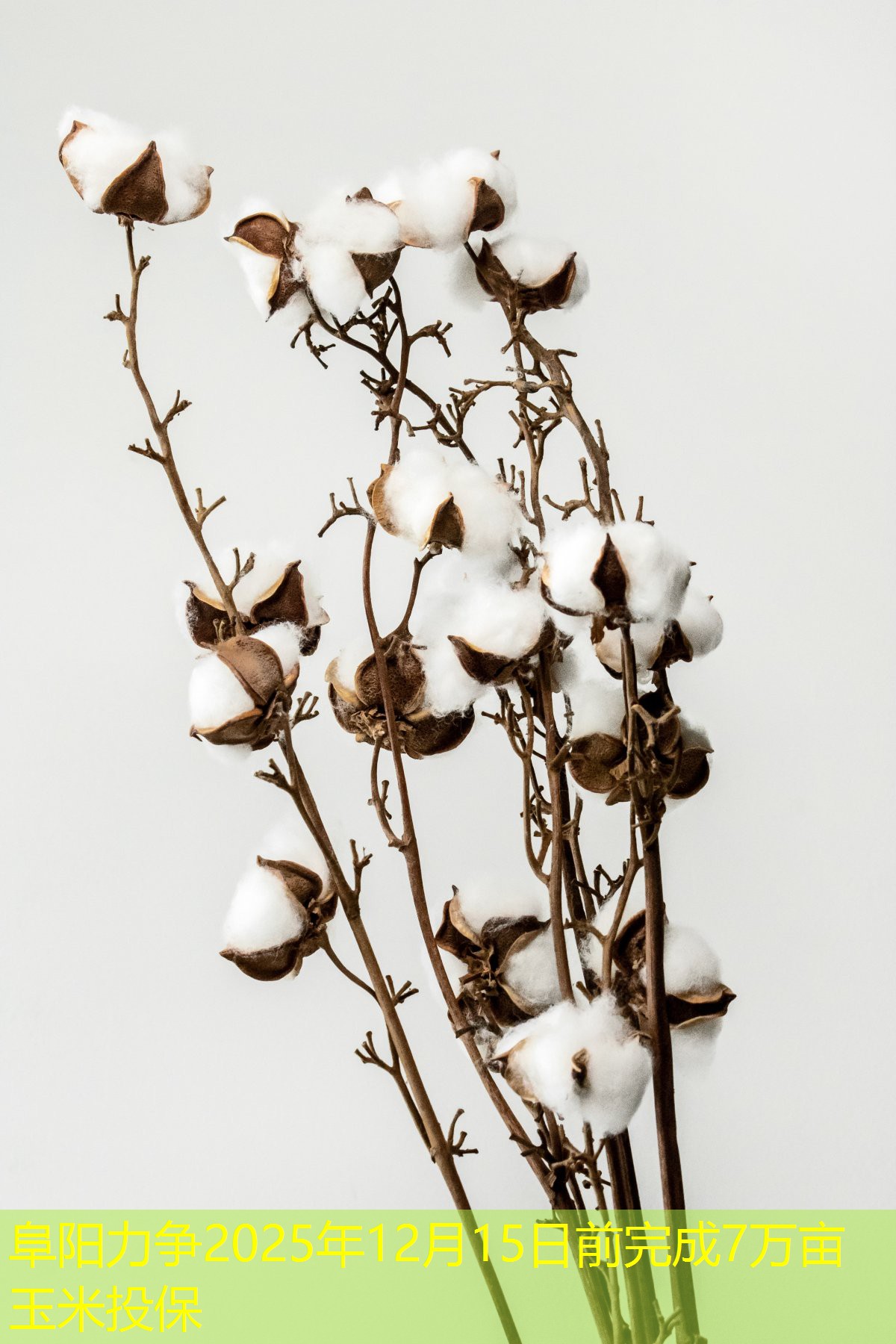 阜阳力争2025年12月15日前完成7万亩玉米投保