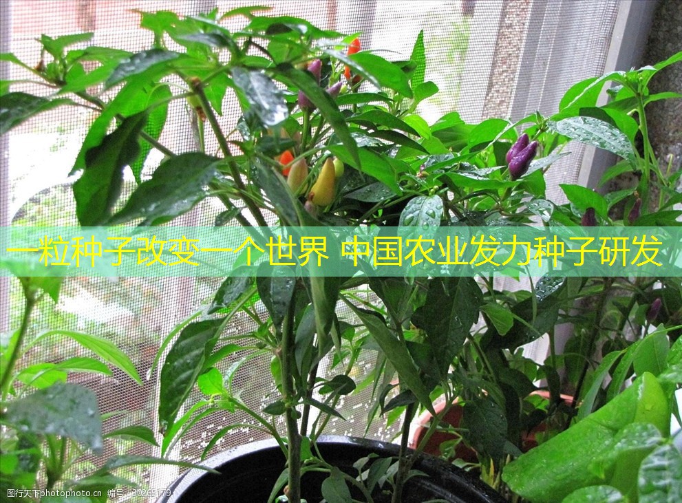 一粒种子改变一个世界 中国农业发力种子研发
