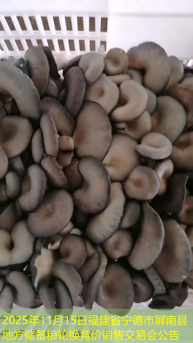 2025年11月15日福建省宁德市屏南县地方储备粮轮换竞价销售交易会公告