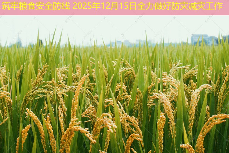 筑牢粮食安全防线 2025年12月15日全力做好防灾减灾工作
