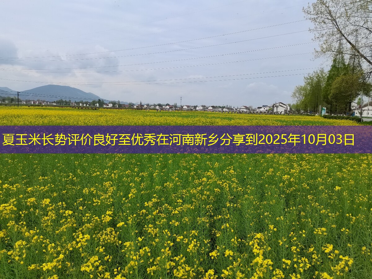 夏玉米长势评价良好至优秀在河南新乡分享到2025年10月03日
