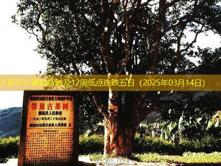 CBOT小麦期货触及12周低点连跌五日（2025年03月14日）