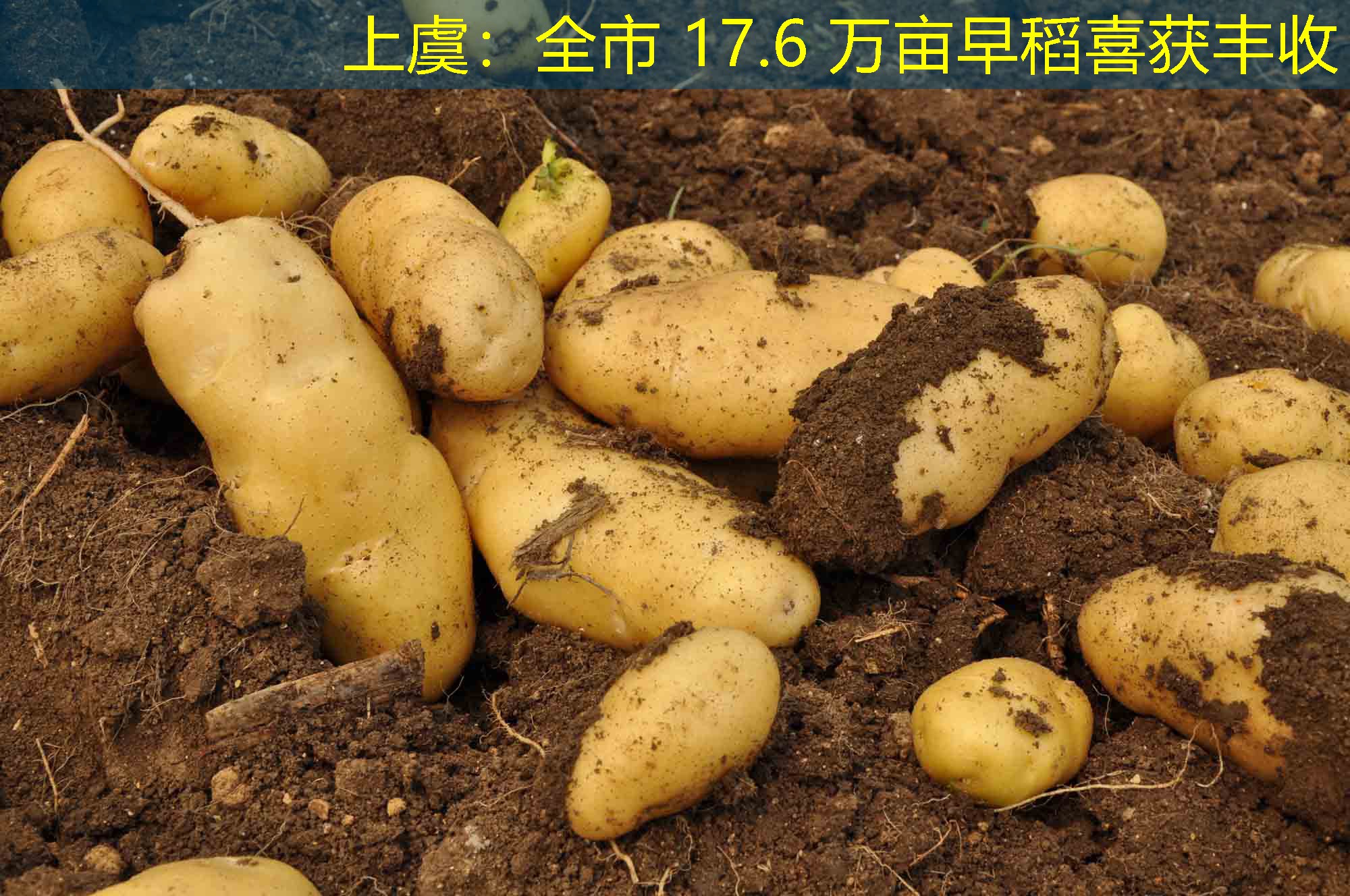 上虞：全市 17.6 万亩早稻喜获丰收