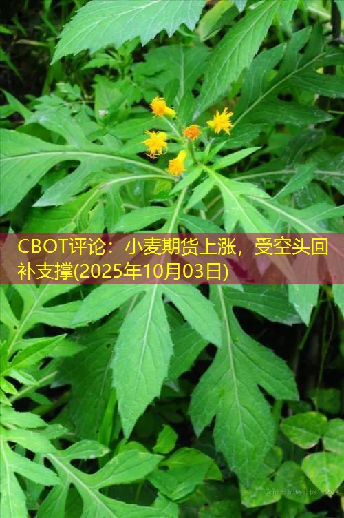 CBOT评论：小麦期货上涨，受空头回补支撑(2025年10月03日)