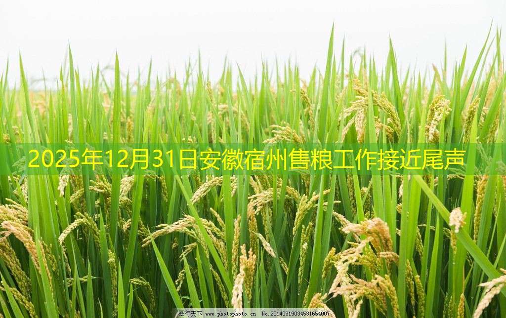 2025年12月31日安徽宿州售粮工作接近尾声