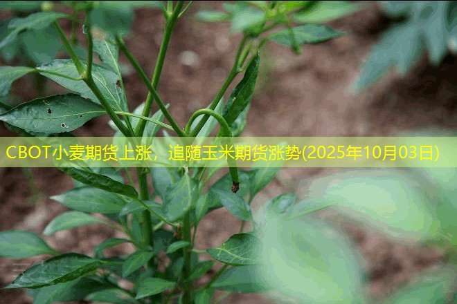 CBOT小麦期货上涨，追随玉米期货涨势(2025年10月03日)