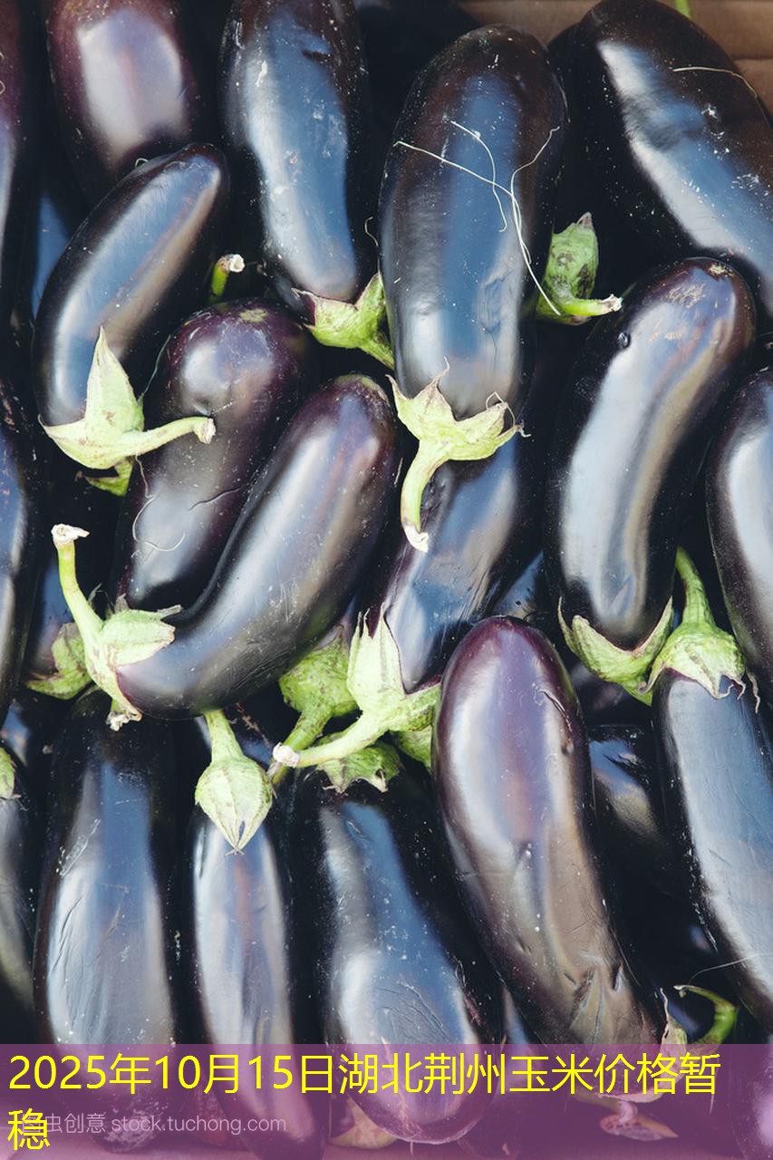 2025年10月15日湖北荆州玉米价格暂稳