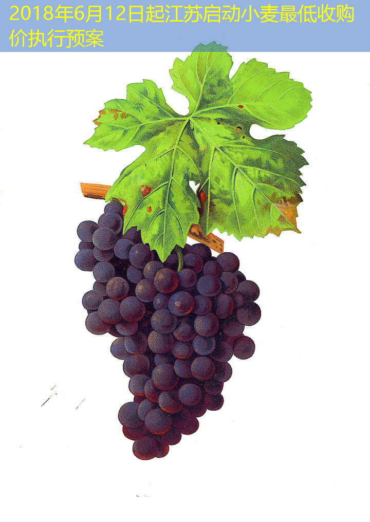 2018年6月12日起江苏启动小麦最低收购价执行预案