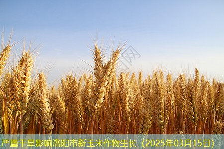 严重干旱影响洛阳市新玉米作物生长（2025年03月15日）