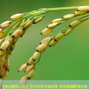 【良运期货评论】玉米市场冲高回落 呈现宽幅震荡态势