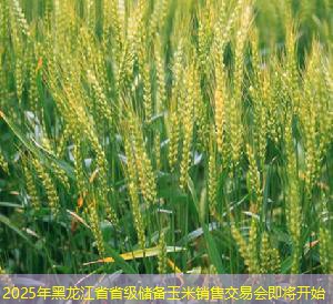 2025年黑龙江省省级储备玉米销售交易会即将开始